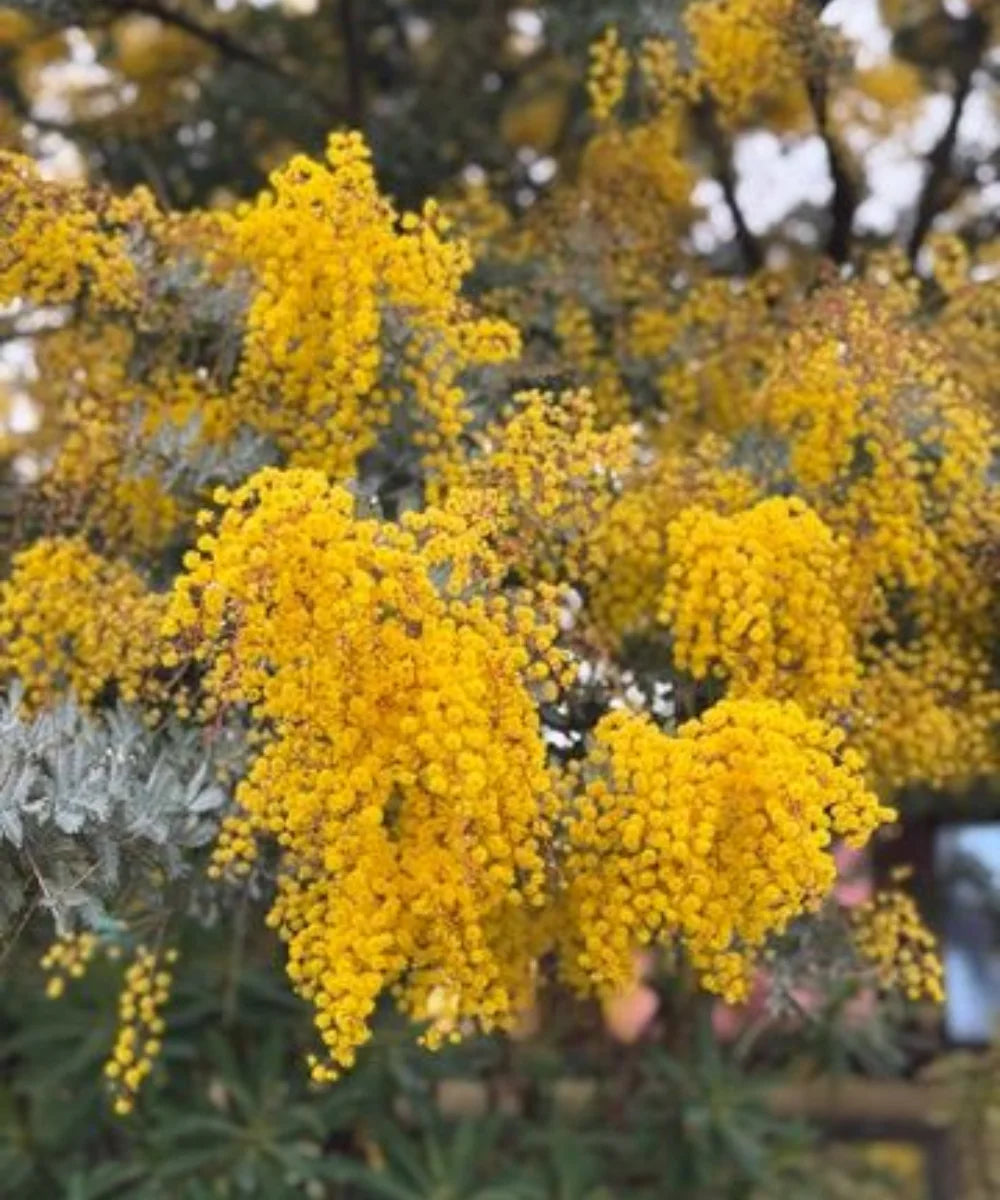 Acacia Baileyana, Cootamundra Wattle, Cootamundra wattle, Bailey's Wattle, Golden Mimosa, Timber Tree, Avenue Tree, Landscaping Tree, Ornamental Tree, Bagwani Nursery, Wholesale Plant Supplier, Wholesale Plant Nursery, Nursery in India, Landscaping Company In India, Plant Exporter in India