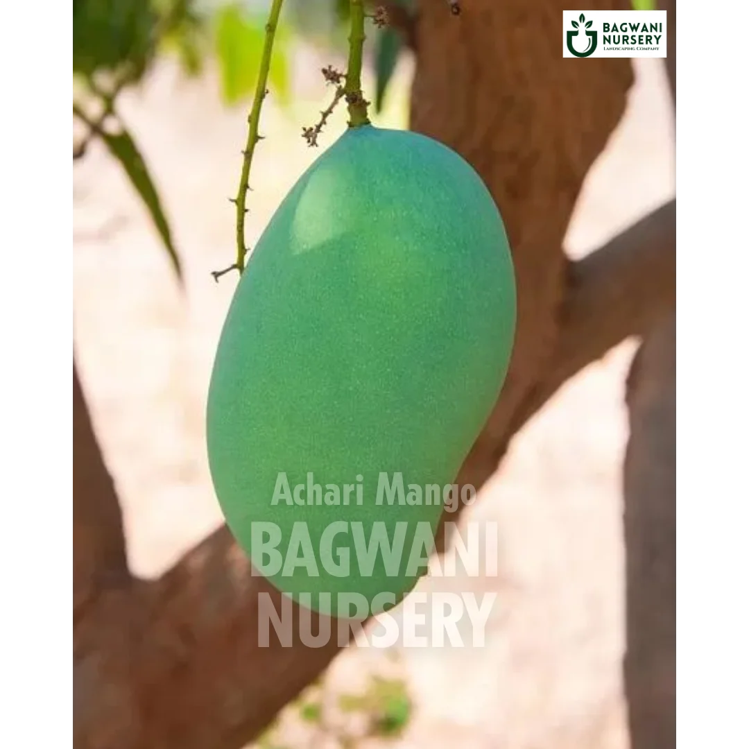 Achari Mango tree Supplier, Mangifera Indica, Achari Mango tree Supplier in India, Wholesale Achari Mango, Wholesale Achari Mango Supplier, Achari Mango Tree, Best Achari Mango Nursery, Mangifera Indica in India, Bulk Achari Mango Supplier, Fruit Tree, Fruit Tree Nursery, Wholesale Fruit Tree Supplier, Best Fruit Tree Nursery in India,