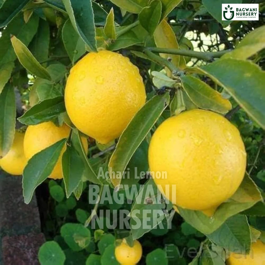Achari Lemon tree Supplier, Citrus limon, Achari Lemon tree Supplier in India, Wholesale Achari Lemon, Wholesale Achari Lemon Supplier, Achari Lemon Tree, Best Achari Lemon Nursery, Citrus limon in India, Bulk Achari Lemon Supplier, Fruit Tree, Fruit Tree Nursery, Wholesale Fruit Tree Supplier, Best Fruit Tree Nursery in India,
