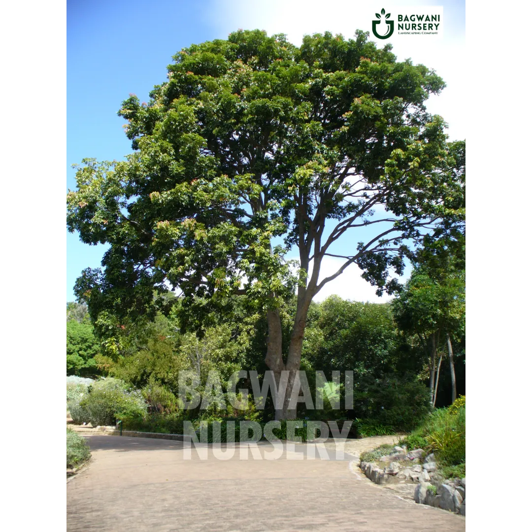 African Mahogany Supplier, African Mahogany Supplier in India, Wholesale African Mahogany, Wholesale African Mahogany Supplier, African Mahogany Nursery, Best African Mahogany Nursery, African Mahogany in India, Bulk African Mahogany Supplier, Timber Tree, Timber Tree Nursery, Wholesale Timber Tree Supplier, Best Timber Tree Nursery in India,