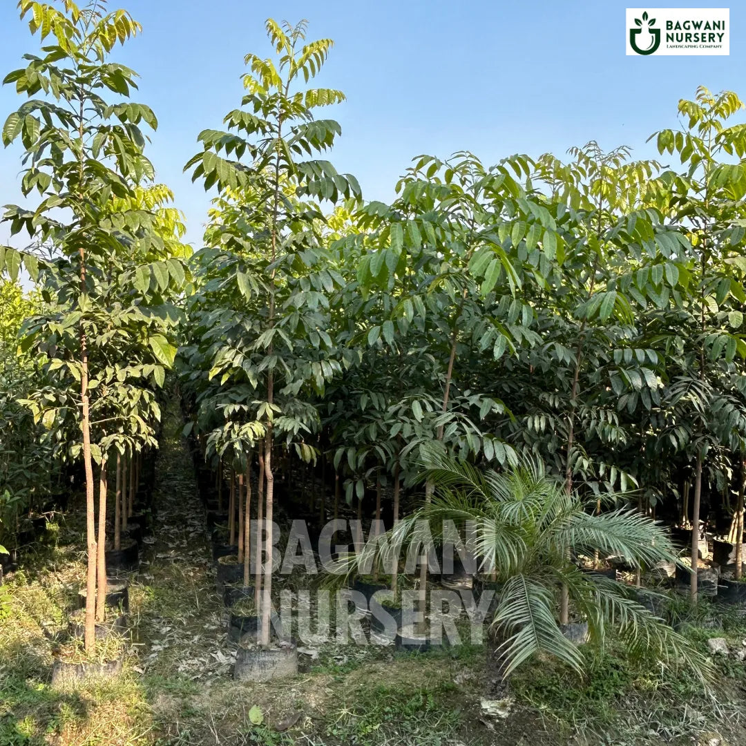 African Mahogany Supplier, African Mahogany Supplier in India, Wholesale African Mahogany, Wholesale African Mahogany Supplier, African Mahogany Nursery, Best African Mahogany Nursery, African Mahogany in India, Bulk African Mahogany Supplier, Timber Tree, Timber Tree Nursery, Wholesale Timber Tree Supplier, Best Timber Tree Nursery in India,