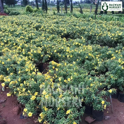 Allamanda Cathartica mini, Allamanda Cathartica mini plant, , Allamanda, Allamanda Plant, Allamanda Shrub, Allamanda in Bulk, Golden Trumpet, Golden Trumpet plant,