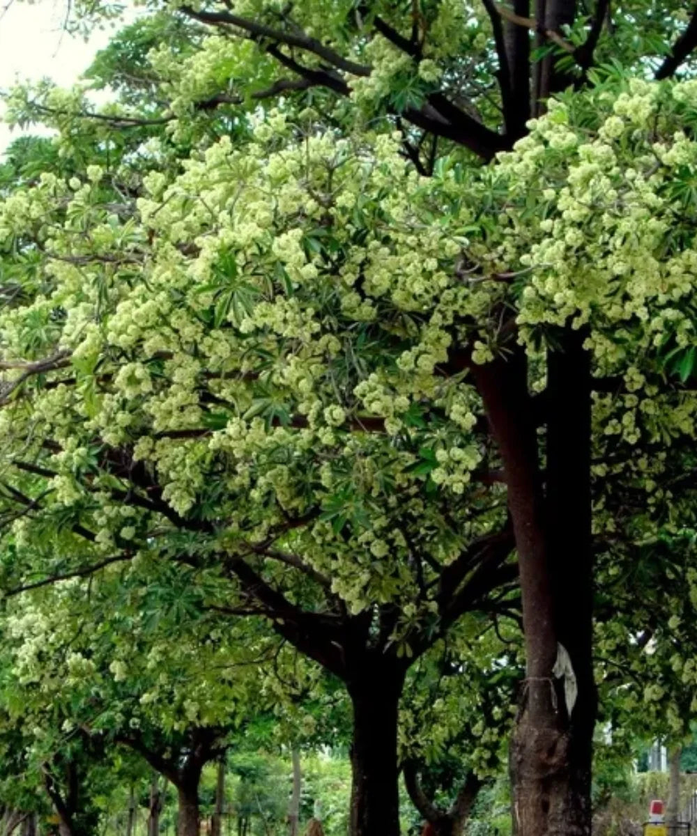 Albizia Julibrissin | Wholesale Plant Nursery in India – Bagwani