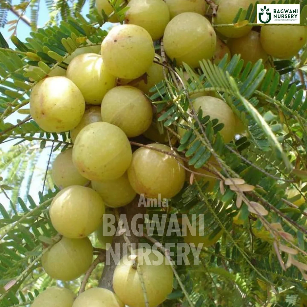 bonsai amla tree Buy Amla Fruit Tree Online | Phyllanthus Emblica | Indian Gooseberry