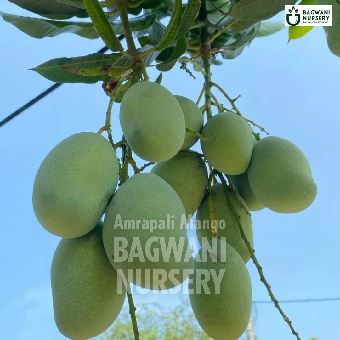 Amrapali Mango tree Supplier, Mangifera Indica, Amrapali Mango tree Supplier in India, Wholesale Amrapali Mango, Wholesale Amrapali Mango Supplier, Amrapali Mango Tree, Best Amrapali Mango Nursery, Mangifera Indica in India, Bulk Amrapali Mango Supplier, Fruit Tree, Fruit Tree Nursery, Wholesale Fruit Tree Supplier, Best Fruit Tree Nursery in India,