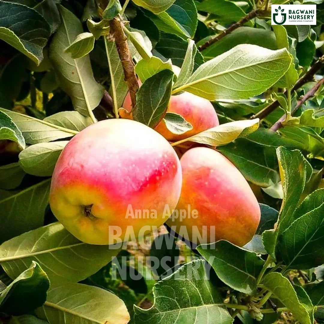 Buy Anna Apple Fruit Tree Online | Malus domestica