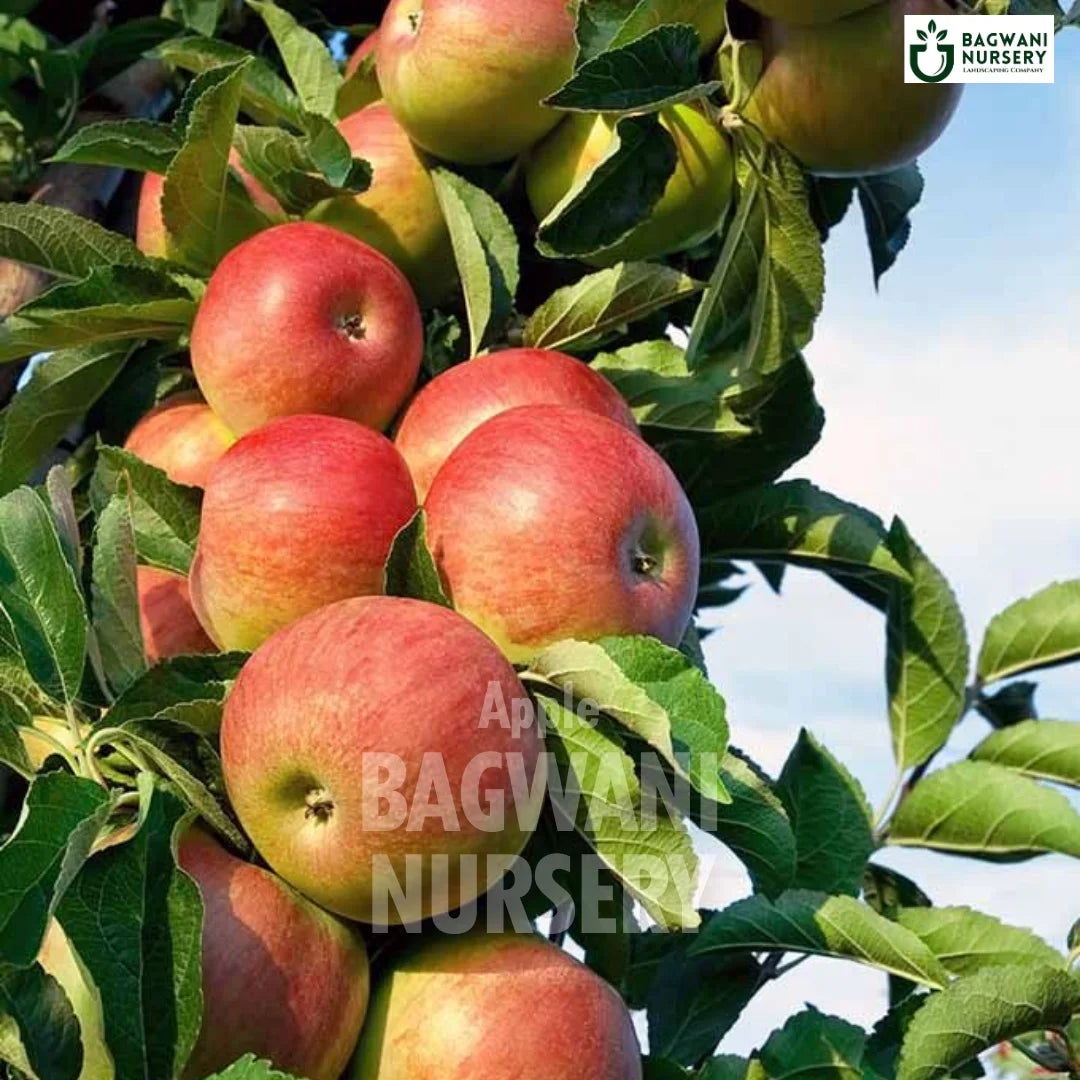 Apple tree Supplier, Malus domestica, Apple tree Supplier in India, Wholesale Apple, Wholesale Apple Supplier, Apple Tree, Best Apple Nursery, Malus domestica in India, Bulk Apple Supplier, Fruit Tree, Fruit Tree Nursery, Wholesale Fruit Tree Supplier, Best Fruit Tree Nursery in India,