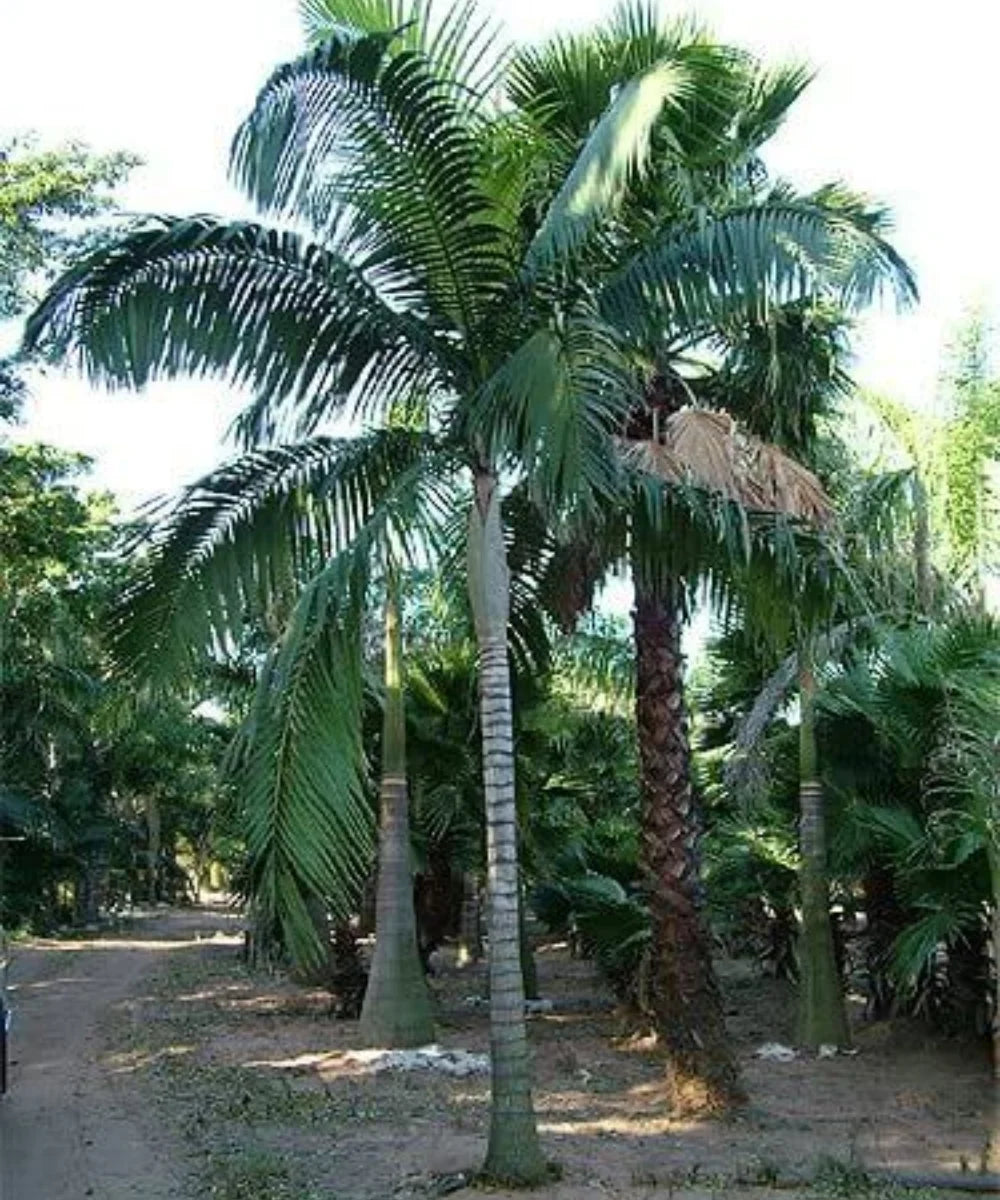 palm plants in india King Palm (Archontophoenix)