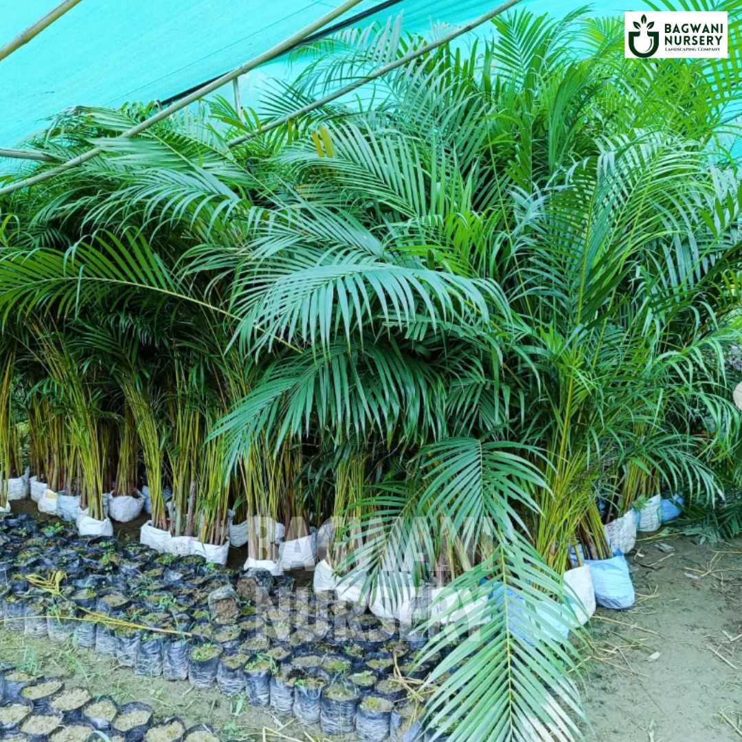 areca palm tree online Buy Areca Palm Tree Online | Dypsis Lutescens | Bagwani Nursery