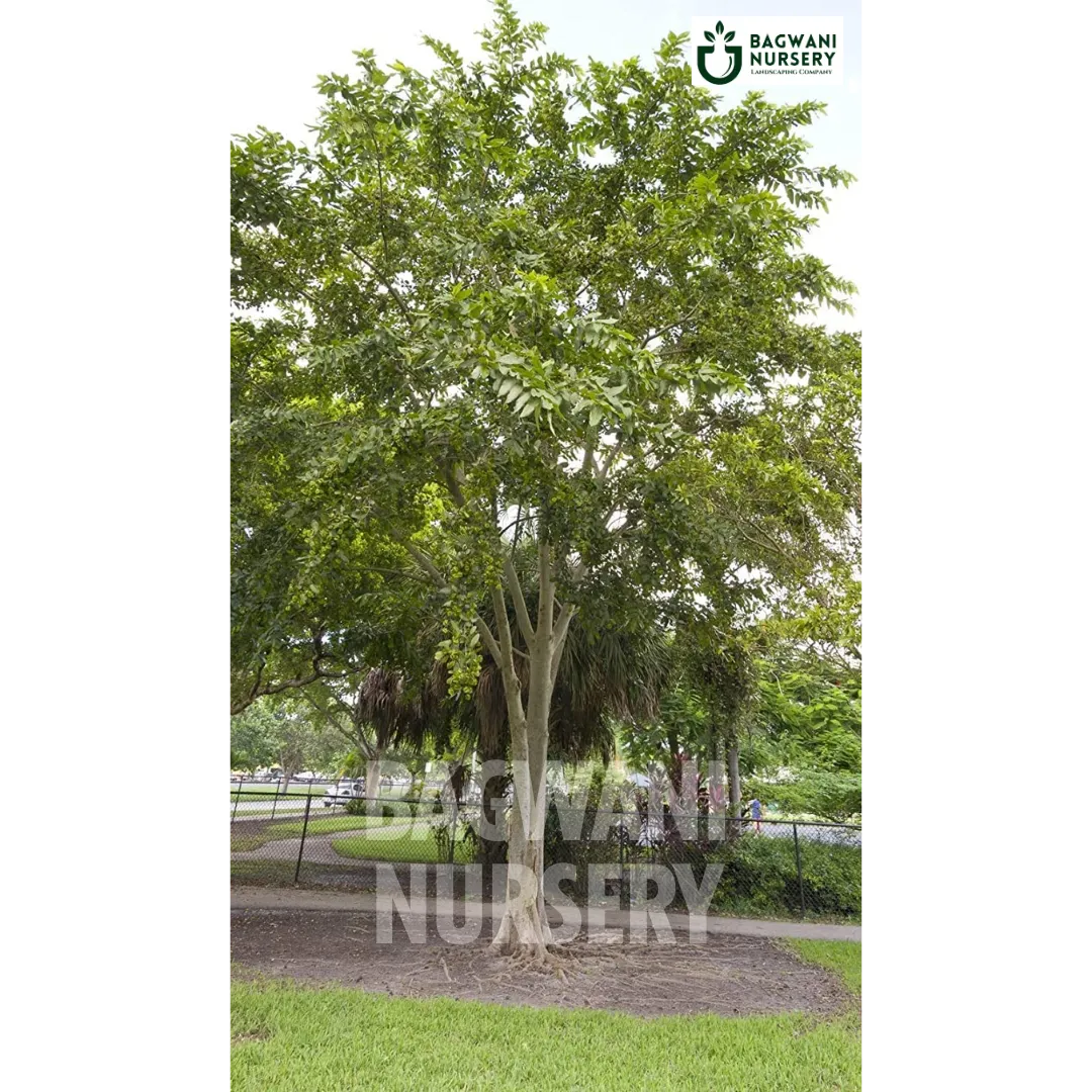 arjuna tree bonsai Buy Arjuna Timber Tree Online | Terminalia Arjuna
