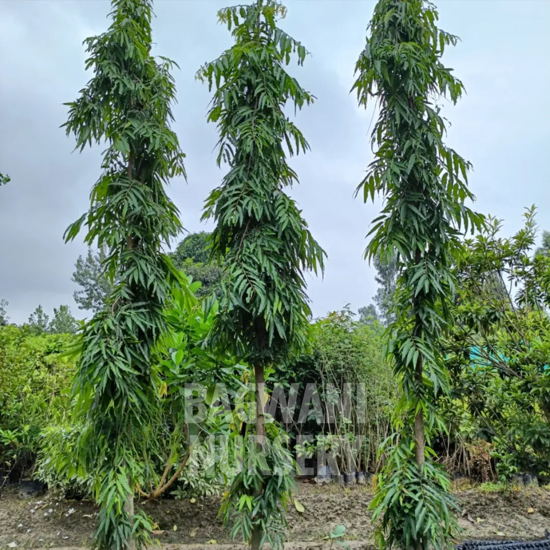 Buy Ashoka Timber Tree Online | Saraca Asoca | Bagwani Nursery