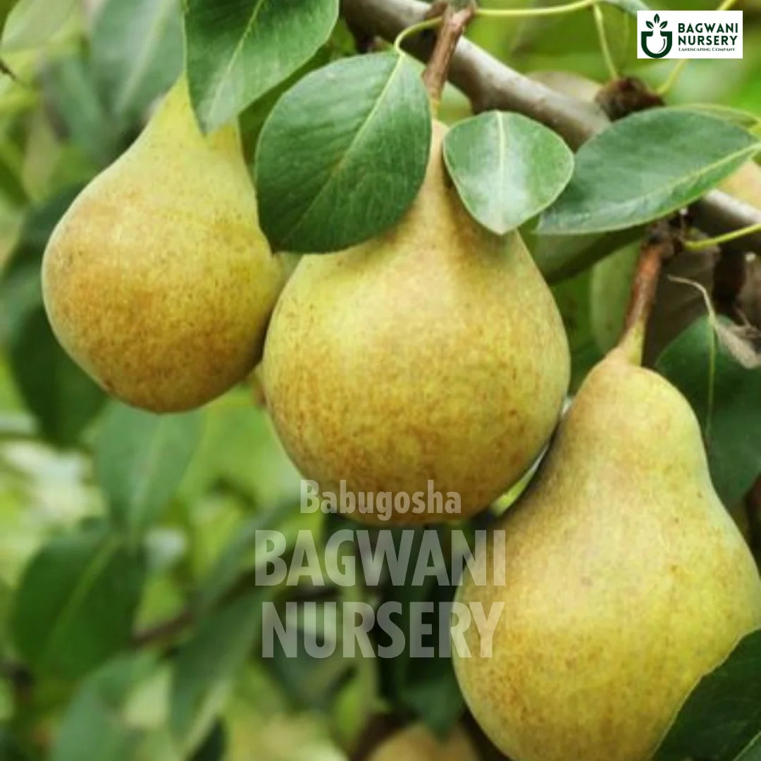Indian Pear tree Supplier, Pyrus Communis, Babugosha tree Supplier in India, Wholesale Indian Pear, Wholesale Indian Pear Supplier, Babugosha Tree, Best Babugosha Nursery, Pyrus Communis in India, Bulk Babugosha Supplier, Fruit Tree, Fruit Tree Nursery, Wholesale Fruit Tree Supplier, Best Fruit Tree Nursery in India,