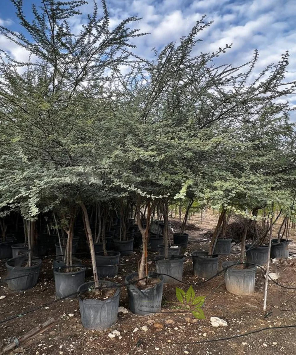 Babul, Gum Arabic Tree, Indian Gum Arabic, Acacia arabica , Acacia nilotica, Timber Tree, Avenue Tree, Ornamental Tree, Bagwani Nursery, Wholesale Plant Supplier, Wholesale Plant Nursery Nursery in India, Landscaping Company in India, Plant Exporter in India