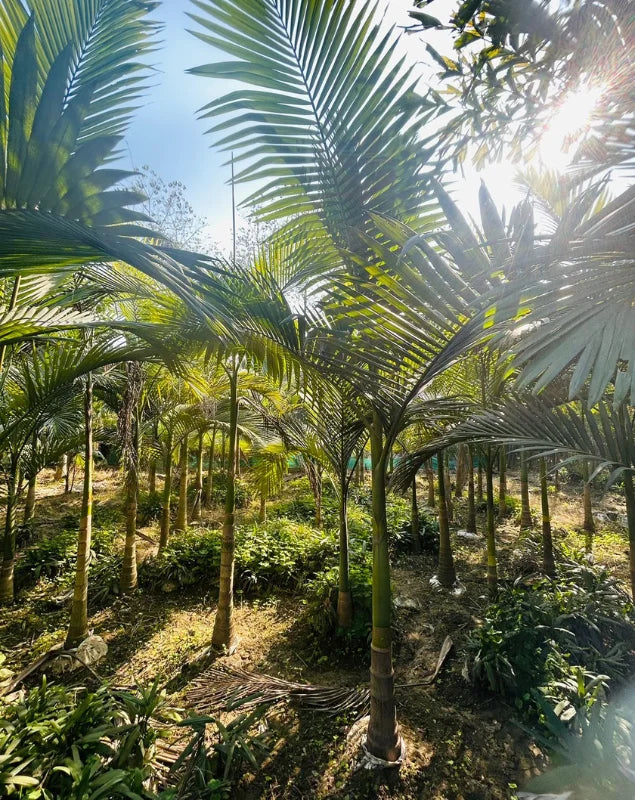 Bagwani nursery, Nursery INDIA, NURSERY IN INDIA, PLANT NURSERY IN INDIA, Wholesale Plant Supplier, WHOLESALE PLANT NURSERY IN INDIA, BEST NURSERY IN INDIA, TOP 10 PLANT NURSERY IN INDIA, WHOLESALE NURSERY IN INDIA, ONLINE NURSERY IN INDIA, buy WHOLESALE PLANTS ONLINE, ONLINE PLANT NURSERY INDIA, BEST NURSERIES IN INDIA, BEST ONLINE PLANT NURSERY IN INDIA, BEST PLANT NURSERY IN INDIA, wholesale Plant Exporter, Plant export nursery in India, BEST FRUIT PLANT NURSERY IN INDIA,