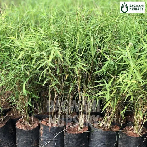 Bamboo Grass | Pogonatherum Paniceum | Bagwani Nursery