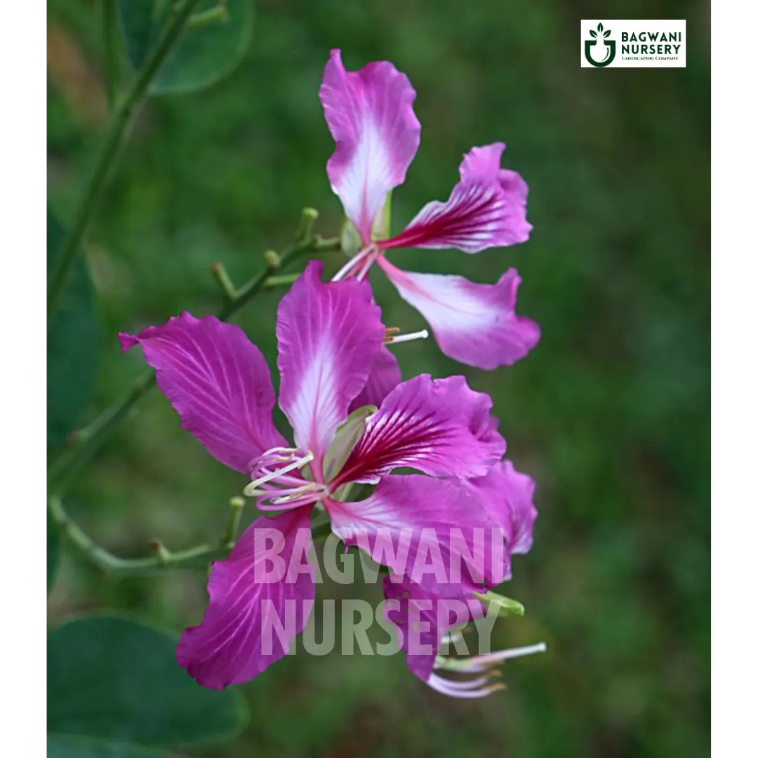 Bauhinia purpurea tree Supplier, Orchid Tree, Bauhinia purpurea Supplier in India, Wholesale Bauhinia purpurea, Wholesale Bauhinia purpurea Supplier, Orchid Tree Tree, Best Bauhinia purpurea Nursery, Bauhinia purpurea in India, Bulk Bauhinia purpurea Supplier, Timber Tree, Timber Tree Nursery, Wholesale Timber Tree Supplier, Best Timber Tree Nursery in India,