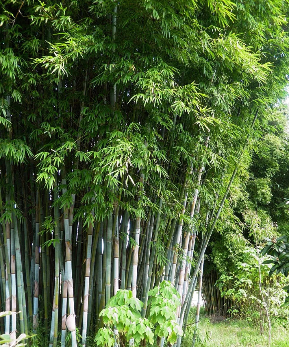 Blue Pine Bamboo