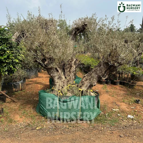 Bonsai, Bonsai Tree, Bonsai Plant, ficus microcarpa, bonsai tree plant, trees for bonsai, bonsai tree for sale, indoor bonsai tree, types of bonsai trees, ficus retusa, jade bonsai, bonsai plants online, jade bonsai tree, bougainvillea bonsai tree, bougainvillea bonsai, adenium bonsai, juniper bonsai, Bonsai Tree supplier, Bonsai Nursery, Bonsai in India, Wholesale Bonsai Supplier, Wholesale Bonsai Nursery, Bonsai Exporter,