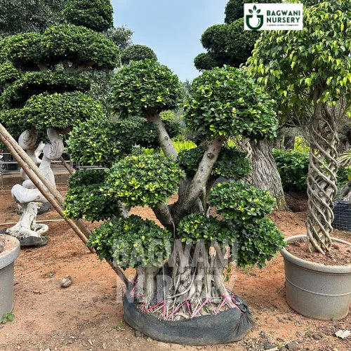 bonsai tree costs Buy Bonsai Tree Online | Bagwani Nursery | Bonsai 15