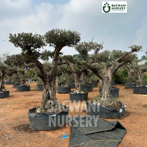 Bonsai, Bonsai Tree, Bonsai Plant, ficus microcarpa, bonsai tree plant, trees for bonsai, bonsai tree for sale, indoor bonsai tree, types of bonsai trees, ficus retusa, jade bonsai, bonsai plants online, jade bonsai tree, bougainvillea bonsai tree, bougainvillea bonsai, adenium bonsai, juniper bonsai, Bonsai Tree supplier, Bonsai Nursery, Bonsai in India, Wholesale Bonsai Supplier, Wholesale Bonsai Nursery, Bonsai Exporter,