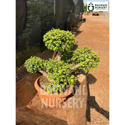 buy bonsai tree online Buy Bonsai Tree Online | Bagwani Nursery | Bonsai 18