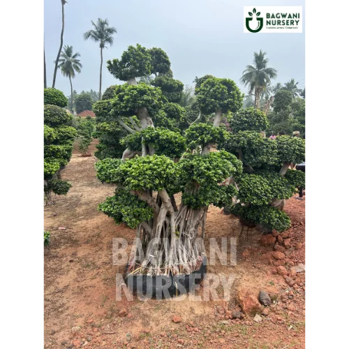 Bonsai, Bonsai Tree, Bonsai Plant, ficus microcarpa, bonsai tree plant, trees for bonsai, bonsai tree for sale, indoor bonsai tree, types of bonsai trees, ficus retusa, jade bonsai, bonsai plants online, jade bonsai tree, bougainvillea bonsai tree, bougainvillea bonsai, adenium bonsai, juniper bonsai, Bonsai Tree supplier, Bonsai Nursery, Bonsai in India, Wholesale Bonsai Supplier, Wholesale Bonsai Nursery, Bonsai Exporter,