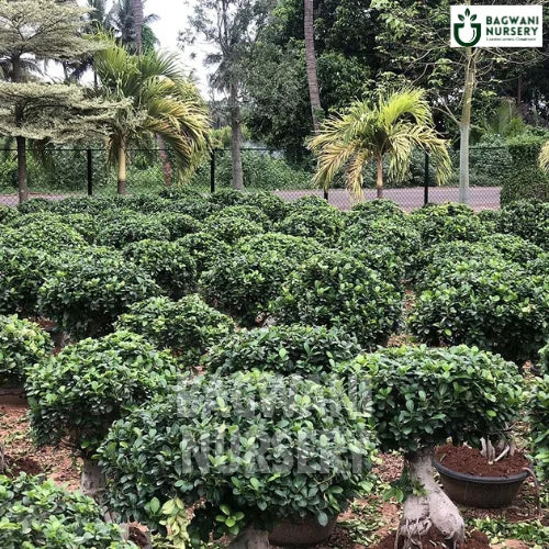 Bonsai, Bonsai Tree, Bonsai Plant, ficus microcarpa, bonsai tree plant, trees for bonsai, bonsai tree for sale, indoor bonsai tree, types of bonsai trees, ficus retusa, jade bonsai, bonsai plants online, jade bonsai tree, bougainvillea bonsai tree, bougainvillea bonsai, adenium bonsai, juniper bonsai, Bonsai Tree supplier, Bonsai Nursery, Bonsai in India, Wholesale Bonsai Supplier, Wholesale Bonsai Nursery, Bonsai Exporter,