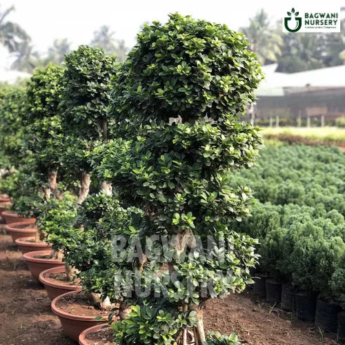 bonsai tree for sale in india Buy Bonsai Tree Online | Bagwani Nursery | Bonsai 20
