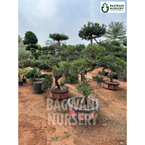 Bonsai, Bonsai Tree, Bonsai Plant, ficus microcarpa, bonsai tree plant, trees for bonsai, bonsai tree for sale, indoor bonsai tree, types of bonsai trees, ficus retusa, jade bonsai, bonsai plants online, jade bonsai tree, bougainvillea bonsai tree, bougainvillea bonsai, adenium bonsai, juniper bonsai, Bonsai Tree supplier, Bonsai Nursery, Bonsai in India, Wholesale Bonsai Supplier, Wholesale Bonsai Nursery, Bonsai Exporter,