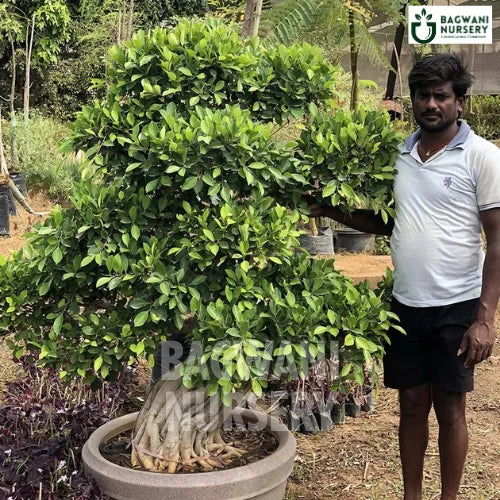 Bonsai, Bonsai Tree, Bonsai Plant, ficus microcarpa, bonsai tree plant, trees for bonsai, bonsai tree for sale, indoor bonsai tree, types of bonsai trees, ficus retusa, jade bonsai, bonsai plants online, jade bonsai tree, bougainvillea bonsai tree, bougainvillea bonsai, adenium bonsai, juniper bonsai, Bonsai Tree supplier, Bonsai Nursery, Bonsai in India, Wholesale Bonsai Supplier, Wholesale Bonsai Nursery, Bonsai Exporter,