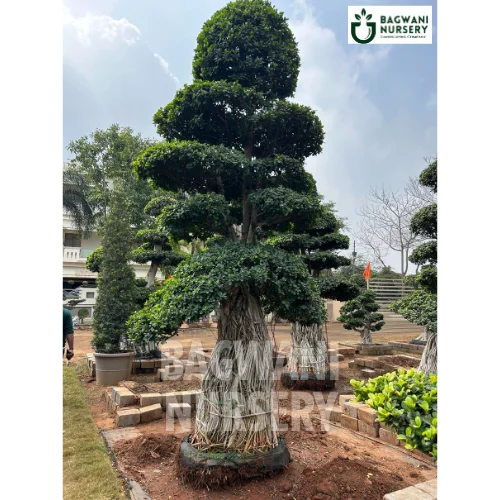 purchase bonsai tree online india Buy Bonsai Tree Online | Bagwani Nursery | Bonsai 23