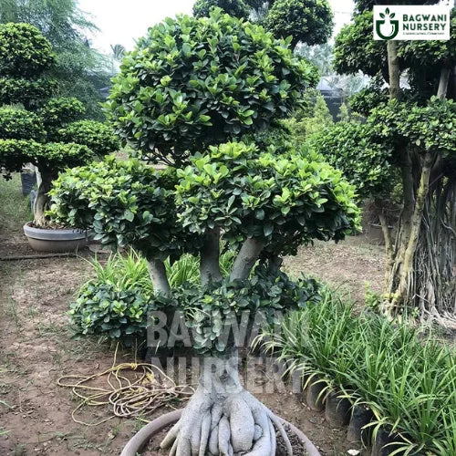 bonsai trees for sale in hyderabad Buy Bonsai Tree Online | Bagwani Nursery | Bonsai 24
