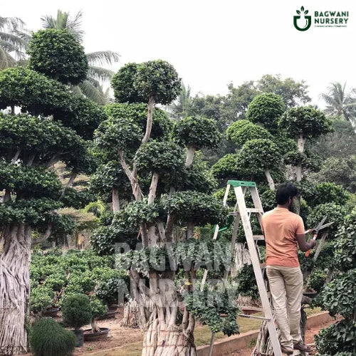 Bonsai, Bonsai Tree, Bonsai Plant, ficus microcarpa, bonsai tree plant, trees for bonsai, bonsai tree for sale, indoor bonsai tree, types of bonsai trees, ficus retusa, jade bonsai, bonsai plants online, jade bonsai tree, bougainvillea bonsai tree, bougainvillea bonsai, adenium bonsai, juniper bonsai, Bonsai Tree supplier, Bonsai Nursery, Bonsai in India, Wholesale Bonsai Supplier, Wholesale Bonsai Nursery, Bonsai Exporter,