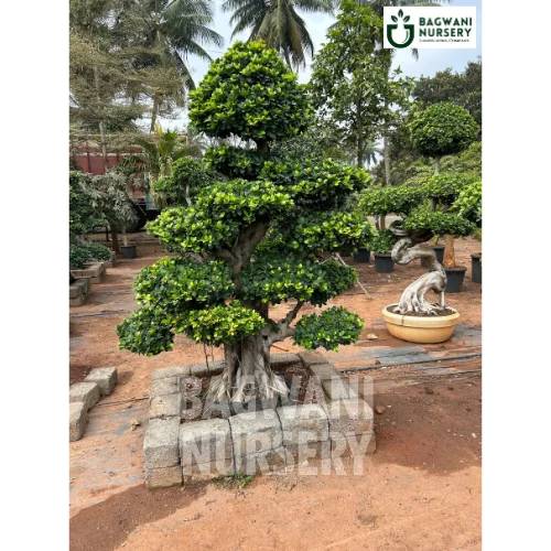bonsai tree price in chennai Buy Bonsai Tree Online | Bagwani Nursery | Bonsai 27