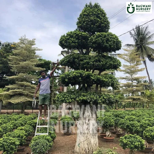Bonsai, Bonsai Tree, Bonsai Plant, ficus microcarpa, bonsai tree plant, trees for bonsai, bonsai tree for sale, indoor bonsai tree, types of bonsai trees, ficus retusa, jade bonsai, bonsai plants online, jade bonsai tree, bougainvillea bonsai tree, bougainvillea bonsai, adenium bonsai, juniper bonsai, Bonsai Tree supplier, Bonsai Nursery, Bonsai in India, Wholesale Bonsai Supplier, Wholesale Bonsai Nursery, Bonsai Exporter,