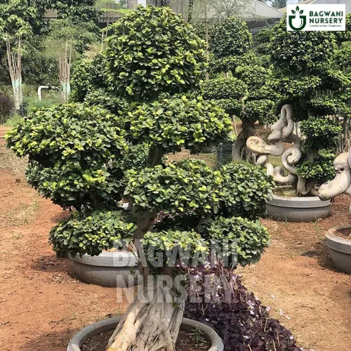bonsai tree online chennai Buy Bonsai Tree Online | Bagwani Nursery | Bonsai 30