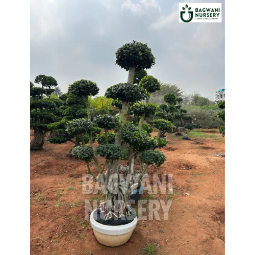 purchase bonsai tree online india Buy Bonsai Tree Online | Bagwani Nursery | Bonsai 31
