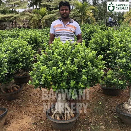 Bonsai, Bonsai Tree, Bonsai Plant, ficus microcarpa, bonsai tree plant, trees for bonsai, bonsai tree for sale, indoor bonsai tree, types of bonsai trees, ficus retusa, jade bonsai, bonsai plants online, jade bonsai tree, bougainvillea bonsai tree, bougainvillea bonsai, adenium bonsai, juniper bonsai, Bonsai Tree supplier, Bonsai Nursery, Bonsai in India, Wholesale Bonsai Supplier, Wholesale Bonsai Nursery, Bonsai Exporter,