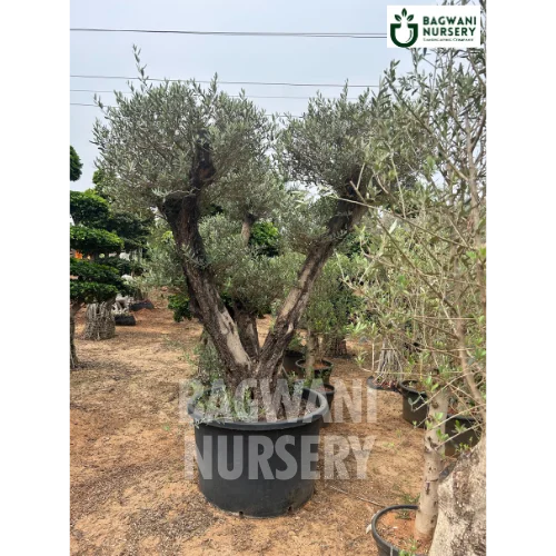 Bonsai_33.webp?v=1737542194