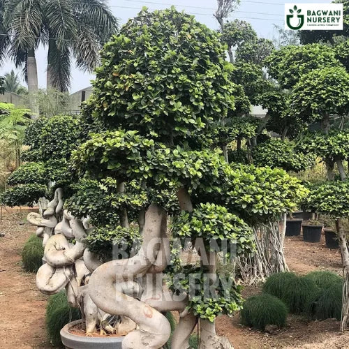 big bonsai tree for sale Buy Bonsai Tree Online | Bagwani Nursery | Bonsai 34