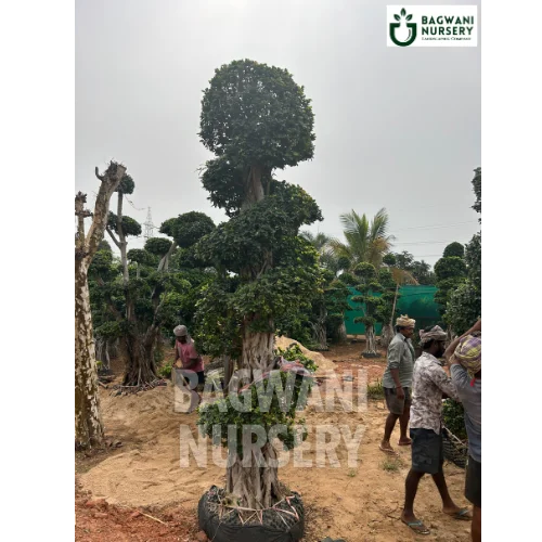 Bonsai, Bonsai Tree, Bonsai Plant, ficus microcarpa, bonsai tree plant, trees for bonsai, bonsai tree for sale, indoor bonsai tree, types of bonsai trees, ficus retusa, jade bonsai, bonsai plants online, jade bonsai tree, bougainvillea bonsai tree, bougainvillea bonsai, adenium bonsai, juniper bonsai, Bonsai Tree supplier, Bonsai Nursery, Bonsai in India, Wholesale Bonsai Supplier, Wholesale Bonsai Nursery, Bonsai Exporter,
