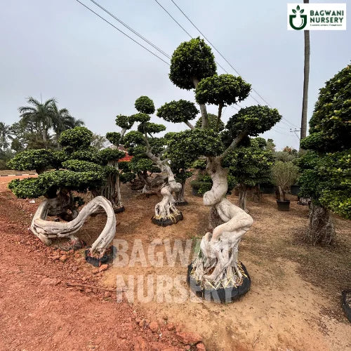 Bonsai, Bonsai Tree, Bonsai Plant, ficus microcarpa, bonsai tree plant, trees for bonsai, bonsai tree for sale, indoor bonsai tree, types of bonsai trees, ficus retusa, jade bonsai, bonsai plants online, jade bonsai tree, bougainvillea bonsai tree, bougainvillea bonsai, adenium bonsai, juniper bonsai, Bonsai Tree supplier, Bonsai Nursery, Bonsai in India, Wholesale Bonsai Supplier, Wholesale Bonsai Nursery, Bonsai Exporter,