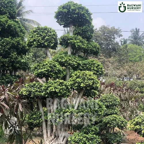 bonsai tree mumbai Buy Bonsai Tree Online | Bagwani Nursery | Bonsai 38