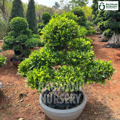Buy Bonsai Tree Online | Bagwani Nursery | Bonsai 39