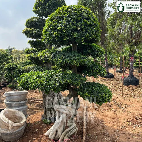 huge bonsai tree for sale Buy Bonsai Tree Online | Bagwani Nursery | Bonsai 4