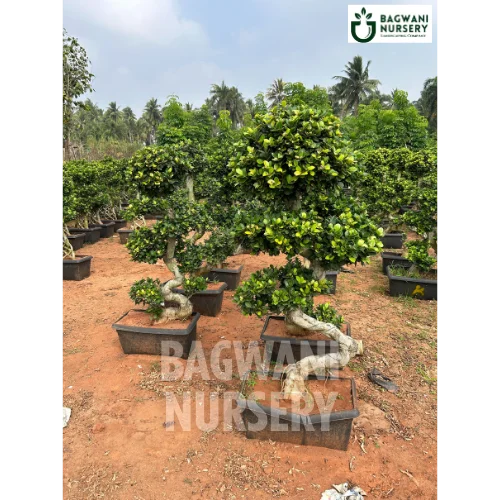 bonsai trees for sale in hyderabad Buy Bonsai Tree Online | Bagwani Nursery | Bonsai 45