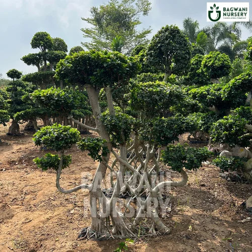Bonsai, Bonsai Tree, Bonsai Plant, ficus microcarpa, bonsai tree plant, trees for bonsai, bonsai tree for sale, indoor bonsai tree, types of bonsai trees, ficus retusa, jade bonsai, bonsai plants online, jade bonsai tree, bougainvillea bonsai tree, bougainvillea bonsai, adenium bonsai, juniper bonsai, Bonsai Tree supplier, Bonsai Nursery, Bonsai in India, Wholesale Bonsai Supplier, Wholesale Bonsai Nursery, Bonsai Exporter,