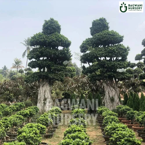 Buy Bonsai Tree Online | Bagwani Nursery | Bonsai 7