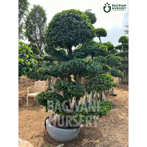 Buy Bonsai Tree Online | Bagwani Nursery | Bonsai 8