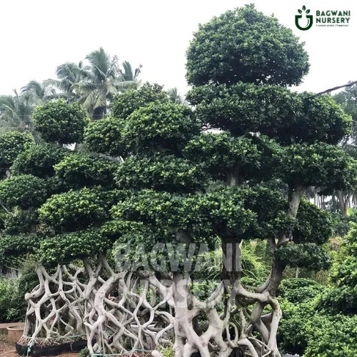 bonsai tree price in chennai Buy Bonsai Tree Online | Bagwani Nursery | Bonsai 9
